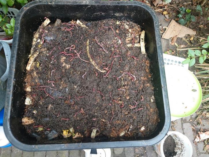 Compostwormen, tijgerwormen, Tuin en Terras, Aarde en Mest, Ophalen of Verzenden