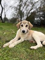 Maak kennis met kleine Phia, Dieren en Toebehoren, Honden | Niet-rashonden, Particulier, 15 weken tot 1 jaar, Buitenland, Teef