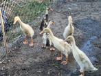Loopeenden te koop., Dieren en Toebehoren, Pluimvee, Meerdere dieren, Eend