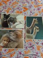 3 Vintage kaarten met dieren, Ophalen of Verzenden, Overige thema's