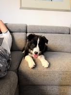 Grijze Montel hoekbank (exclusief hond)., Ophalen, Gebruikt, Stof, Modern, minimalistisch, comfortabel