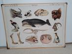 oude schoolplaat, Antiek en Kunst, Ophalen, Natuur en Biologie