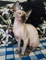 sphynx kitten (meisje) te koop, Poes, Ontwormd, 0 tot 2 jaar