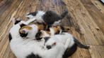 Kittens, Dieren en Toebehoren, Katten en Kittens | Raskatten | Korthaar