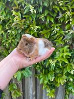 Verschillende peruvian cavias, Dieren en Toebehoren, Knaagdieren, Meerdere dieren, Cavia, Na 1 juli 2024