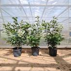 Portugese Laurier 120cm - Prunus lusitanica, Ophalen, Laurier, Haag, 100 tot 250 cm