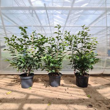 Portugese Laurier 120cm - Prunus lusitanica beschikbaar voor biedingen