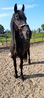 Grote lieve Friese merrie 5 jaar Wimer x Maurits, Merrie, Gechipt, Niet van toepassing, Recreatiepaard