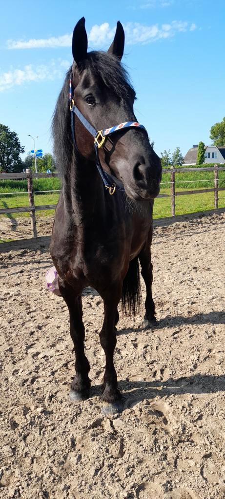 Grote lieve Friese merrie 5 jaar Wimer x Maurits, Dieren en Toebehoren, Paarden, Merrie, Niet van toepassing, 170 tot 175 cm, 3 tot 6 jaar