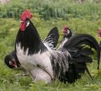 Lakkenvelders kippen, Dieren en Toebehoren, Pluimvee, Meerdere dieren, Kip