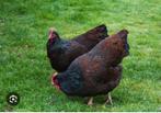 GEZOCHT; Barnevelder kippen, Dieren en Toebehoren, Kip, Vrouwelijk