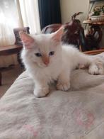 Ragdol kater, Dieren en Toebehoren, Kater