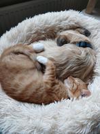 Kitten, Dieren en Toebehoren, Katten en Kittens | Raskatten | Korthaar