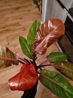 Philodendron Prince of Orange, grote stek!, Ophalen of Verzenden, Halfschaduw, Minder dan 100 cm
