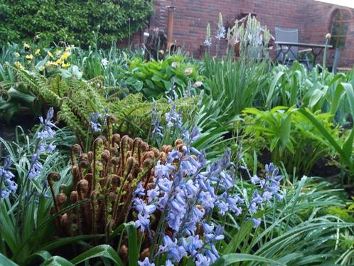 Grote Boshyacint bollen voorjaarsbol bloeit in mei, Tuin en Terras, Planten | Tuinplanten, Vaste plant, Bodembedekkers, Halfschaduw