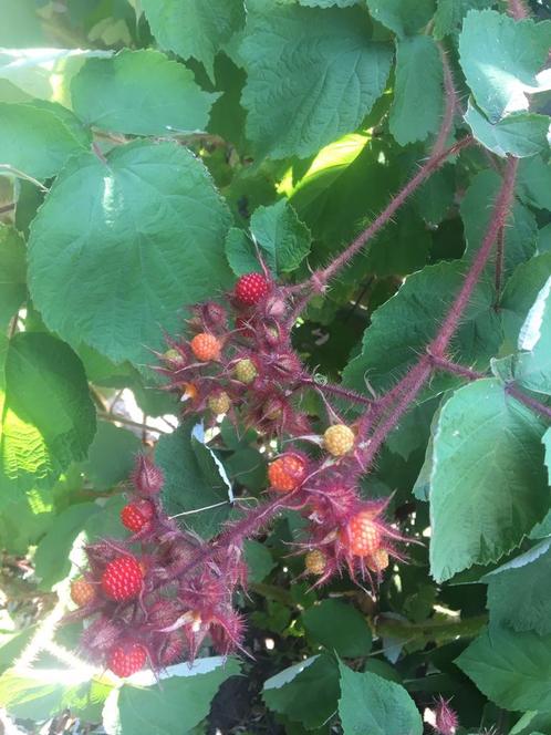 Japanse wijnbes stekken, Tuin en Terras, Planten | Fruitbomen, Overige soorten, Minder dan 100 cm, Halfschaduw, Zomer, Ophalen of Verzenden