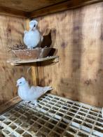 Takla duiven, Dieren en Toebehoren, Vogels | Duiven, Meerdere dieren, Overige soorten