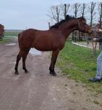 Meerdere 2,5 jarige D pony's!, Dieren en Toebehoren, Pony's, Merrie, Dressuurpony, 3 tot 6 jaar, Onbeleerd