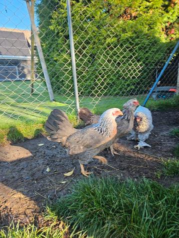 4 grote hennen / twents hoen beschikbaar voor biedingen