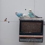 2 mooie grasparkiet mannetjes, Dieren en Toebehoren, Vogels | Parkieten en Papegaaien, Mannelijk, Parkiet