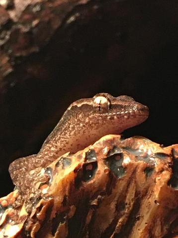 Jonge rouwgekko (Lepidodactylus lugubris)  beschikbaar voor biedingen