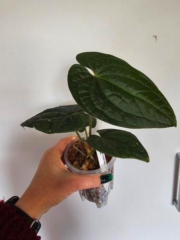 Anthurium Crystal Sky x Luxurians Hybride beschikbaar voor biedingen