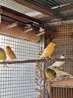Te koop diverse kanarie mannen en vrouwen, Meerdere dieren, Kleurkanarie