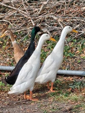 Te koop twee witte Indische loopeenden beschikbaar voor biedingen