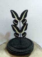 Vlinders in stolp, stolpen met vlinders - Western Deco, Ophalen of Verzenden, Nieuw, Insect, Opgezet dier