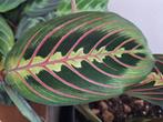 Maranta Stekjes Box - Diverse Soorten, Overige soorten, In pot, Minder dan 100 cm, Groene kamerplant