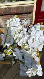 Veel takken orchideeën nieuw lang, Ophalen of Verzenden, Nieuw
