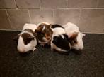 Cavia's, Dieren en Toebehoren, Knaagdieren, Oktober, Meerdere dieren, Cavia
