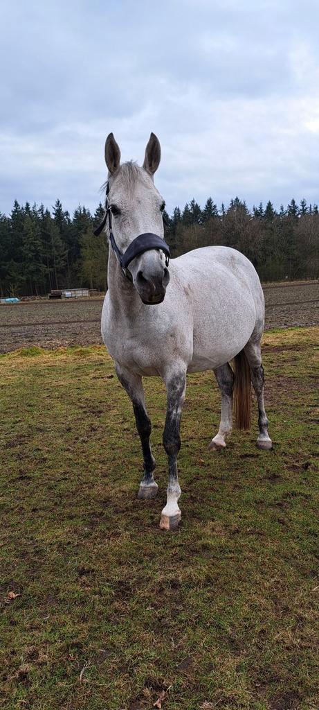 Drachtig merrie te koop, Dieren en Toebehoren, Paarden en Pony's | Dekhengsten en Fokmerries, Merrie