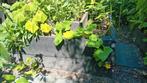 Moestuin bak, plantenbak, bloembak hout GRATIS, Ophalen, Gebruikt, Rechthoekig, Hout