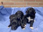 Prachtige kruising pups van Bordercollie en Golden-Retriever, Dieren en Toebehoren, Honden | Retrievers, Spaniëls en Waterhonden