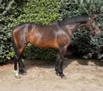 3jr merrie v. King van de Padenborre Z (kannan), Dieren en Toebehoren, Paarden, Merrie, Springpaard, B, 3 tot 6 jaar