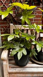 Fatsia Japonica, Tuin en Terras, Planten | Tuinplanten, Ophalen, Overige soorten, Halfschaduw