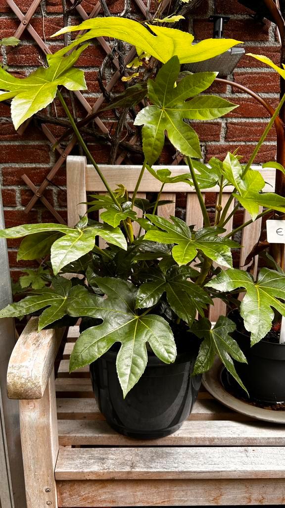 Fatsia Japonica, Tuin en Terras, Planten | Tuinplanten, Overige soorten, Halfschaduw, Ophalen