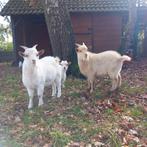 Twee bokken, Dieren en Toebehoren, Schapen, Geiten en Varkens, Mannelijk, Geit