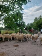 Te koop: 17 mooie gezonde swifter × texelaar ooilammeren, Dieren en Toebehoren, Schapen, Geiten en Varkens, Vrouwelijk, Schaap