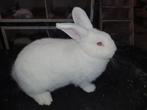 ras zuivere witte wener voedster, Dieren en Toebehoren, Vrouwelijk, Middelgroot, 0 tot 2 jaar