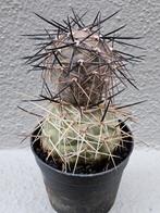 Cactus Tephrocactus Geometricus p7 met 2 bollen!, Huis en Inrichting, Kamerplanten, Cactus, Ophalen of Verzenden