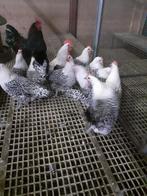 Groninger meeuw zilver., Dieren en Toebehoren, Pluimvee, Meerdere dieren, Kip