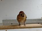 Barmsijs man 2024, Dieren en Toebehoren, Mannelijk, Wildzangvogel