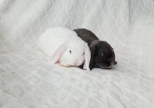 🎁❤️ PRACHTIG MOOI TAM LIEF ECHTE MINILOP KNUFFEL KOPPELTJE, Dieren en Toebehoren, Konijnen, Dwerg, Meerdere dieren