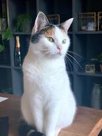 Mooie en lieve poes (gratis), Dieren en Toebehoren, Katten en Kittens | Overige Katten, Poes, Kortharig, 6 jaar of ouder