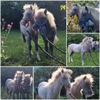 Wat zijn ze leuk 🤩, Dieren en Toebehoren, Met stamboom, Minder dan 160 cm, Dressuurpaard, 0 tot 2 jaar