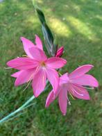 Hesperantha biologisch, Ophalen, Herfst, Overige soorten, Halfschaduw
