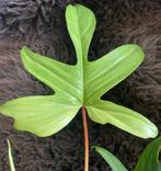 Philodendron Florida Ghost #4, Overige soorten, Minder dan 100 cm, Groene kamerplant, Halfschaduw