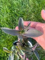 Tradescantia Pale Puma - Zeldzame Kamerplant, Ophalen, Overige soorten, Halfschaduw, In pot